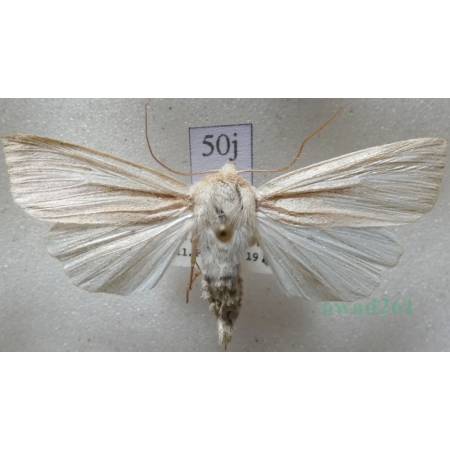 Mythimna straminea (Treitschke, 1825) female Mokradlica Czech50j